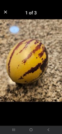 Pepino melon plant