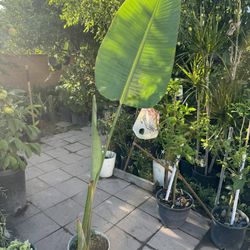 Bird Of Paradise