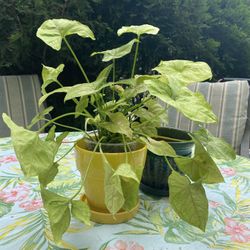 Syngonium Pink Butterfly Optional Ceramic Pot Planter