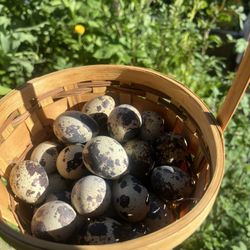 Fresh Quail Eggs 
