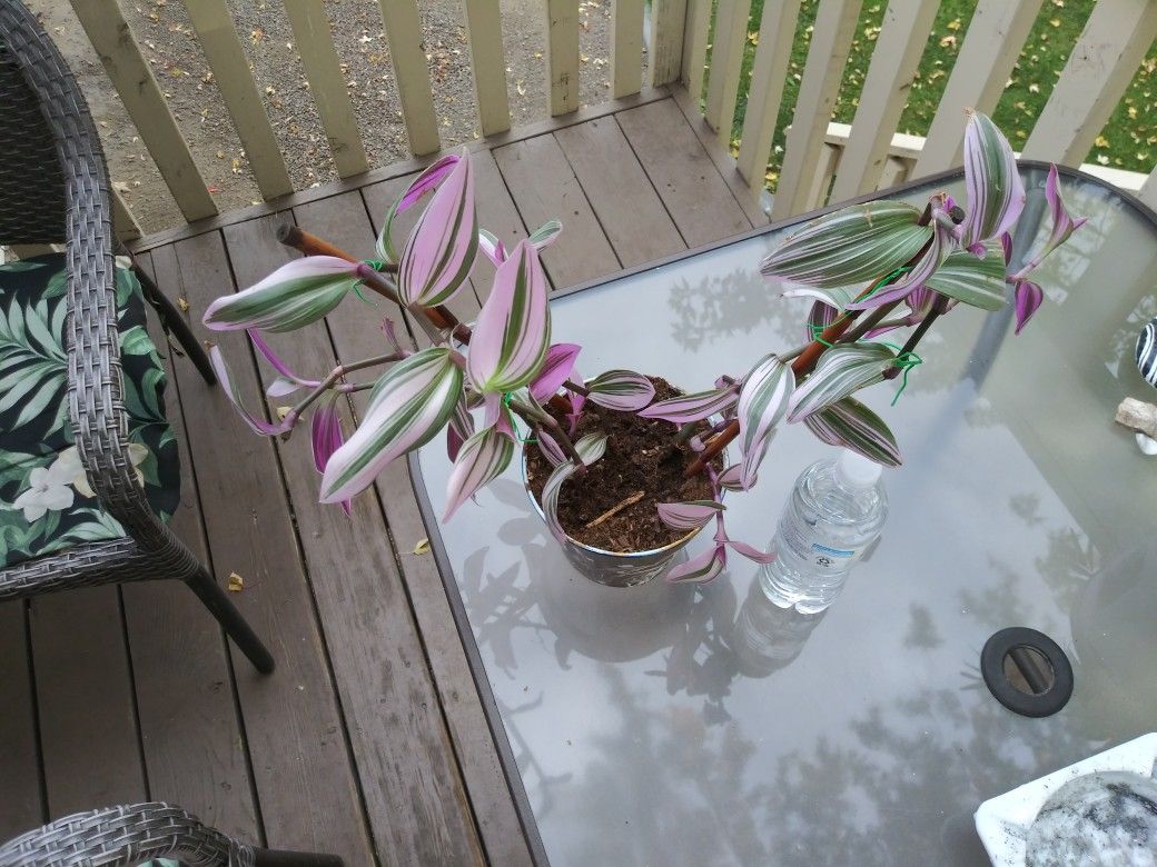 Wandering Jew Plant In Colorful Pot