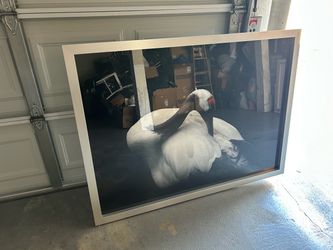 Large Framed Bird Photography Print