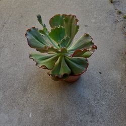 Succulent
