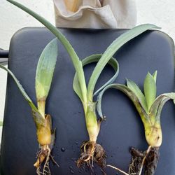 Agave Plants $5 Each