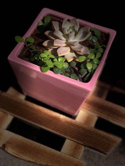 Beautiful Succulent Arrangement🌿