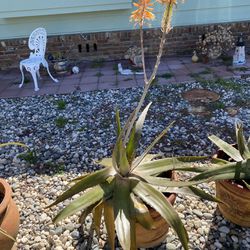 Large Aloe Vera Plant in Ceramic Pot  