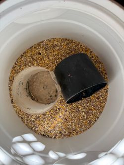 Chicken feed seeds