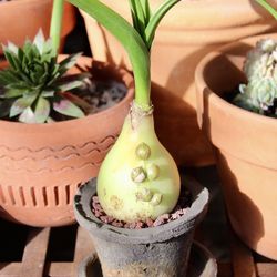 A Very Small Pot Of Cute Pregnant Onion (Albuca bracteata)