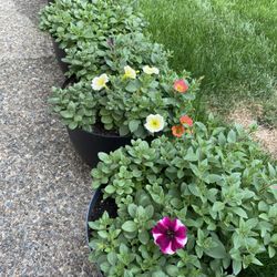 Flowers Petunias In Barrels