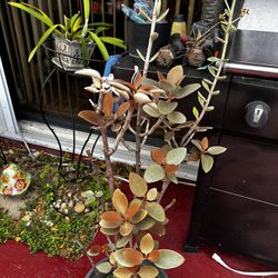 Beautiful Plant. I Wish I Knew The Name