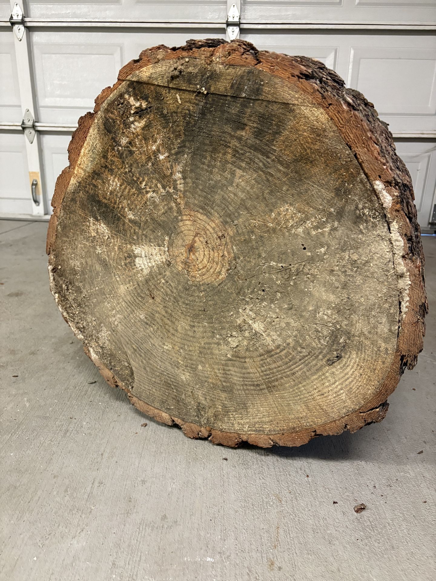 Pine Tree Slice - Rough Cut Live Edge Slab For Coffee Table Top