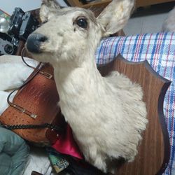 Taxidermy Deer Head Medium