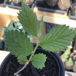 American Elm Tree - 1 Plant In 4 Inch Pot 