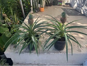 Pine apple tree 29$ each