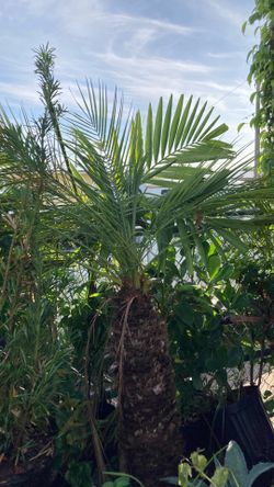 Plantas