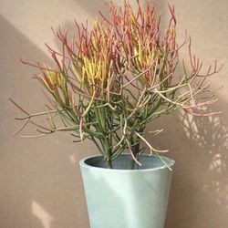 Beautiful Fire Stick Plant In A Pot, Pencil Plant Succulent