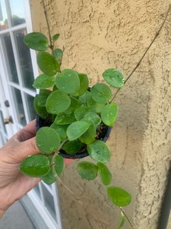 Hoya matilda plants