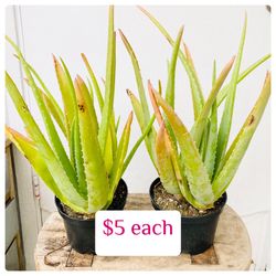Plants (6”pot🌿Aloe Vera $5 each)