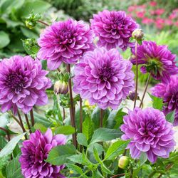 Purple Giant Dahlia Tubers