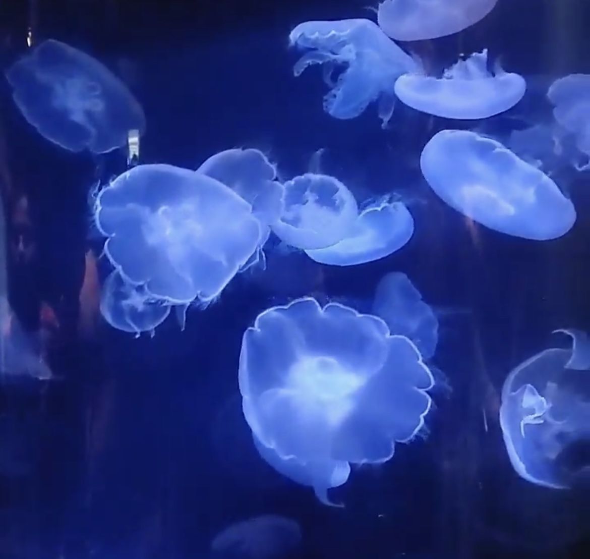 Long Beach Aquarium of the Pacific E-Ticket Notice! Confirm the date and email address. You can pay through the Zelle or Cash in person (In Fresno