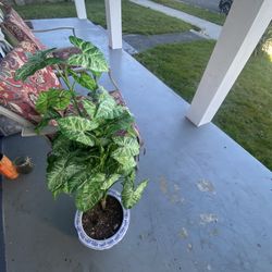 FREE Artificial Tree & Pot w/chip