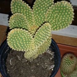 Succulents 