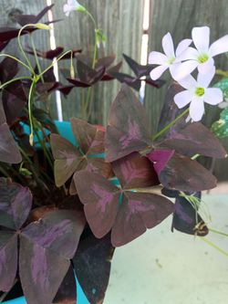 Purple Oxalis Triangularis Live Plant