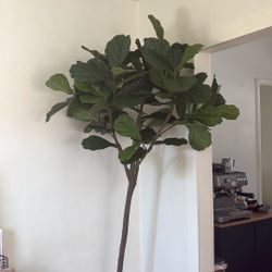 Faux Fiddle Plant