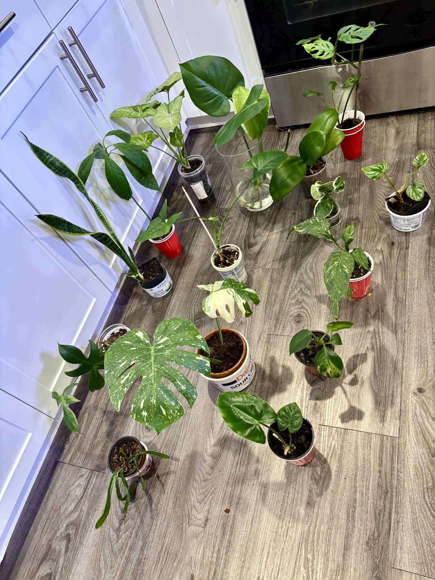 MEGA BUNDLE OF indoor Plants