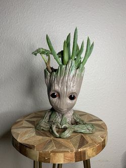 Baby Groot Succulent 