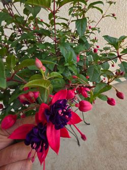 👀 Dark Eyes Fuchsia / Budding to Vibrant Blooms 🪻💜🪻👀