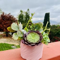 Succulent arrangement 