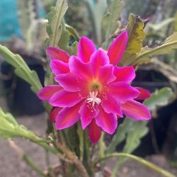 Epiphyllum Orchid Ca Tus Blooming Plant, In 3 Gallóns Pot Pick Up Only
