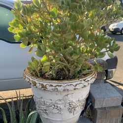 Big Jade Plant In Decorative Foam Pot 32 Inch Tall.