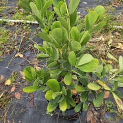 cluisas 7g   fast sale 100 minimum  june sale 