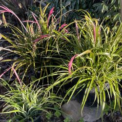 Plants - Succulents- Varieties Galore!