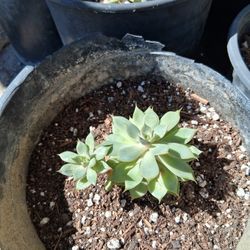 Succulent 1 Gallon Container