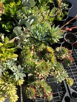 Various Succulents (READ DESCRIPTION) 2025