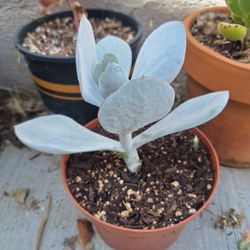 White Succulent (Potted)
