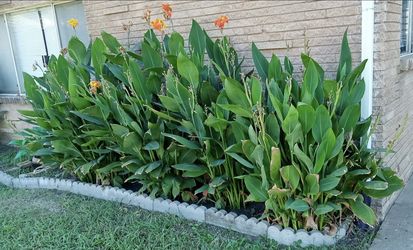 CANNA LILY COLOR NARANJA