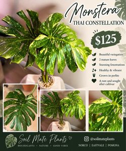 Monstera Thai Constellation Live Plant - $125