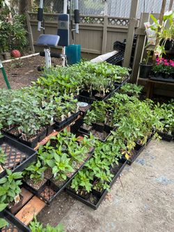 Good afternoon, beautiful people! Rue, Epazote, and Chilacayote plants.  I now have Jalapeño, Serrano, Roma, Super Chile, and Ghost Pepper plants. 🥒,