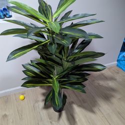 Dracena Artificial Plant 