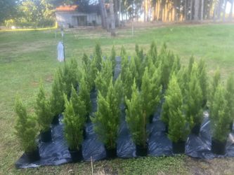 The lemon cypress (Cupressus macrocarpa 'Goldcrest')