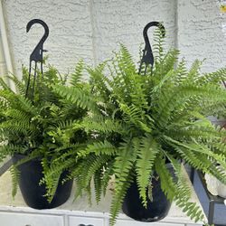 Ferns Live Plants Houseplants Home Decor Foliage Hanging Basket Tropical - 20 each - 2 available 