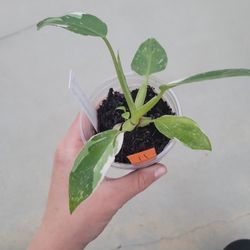 Philodendron Punctata 