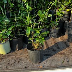 Grand Duke Thai Jasmine Flower Plant (almost 1 Ft Tall)