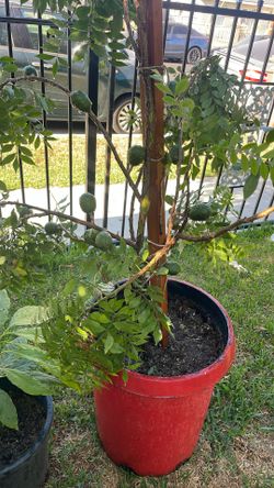 bendo este arbolito es de acodo con fruta 180solo interesados