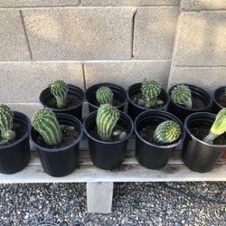 Cacti 
