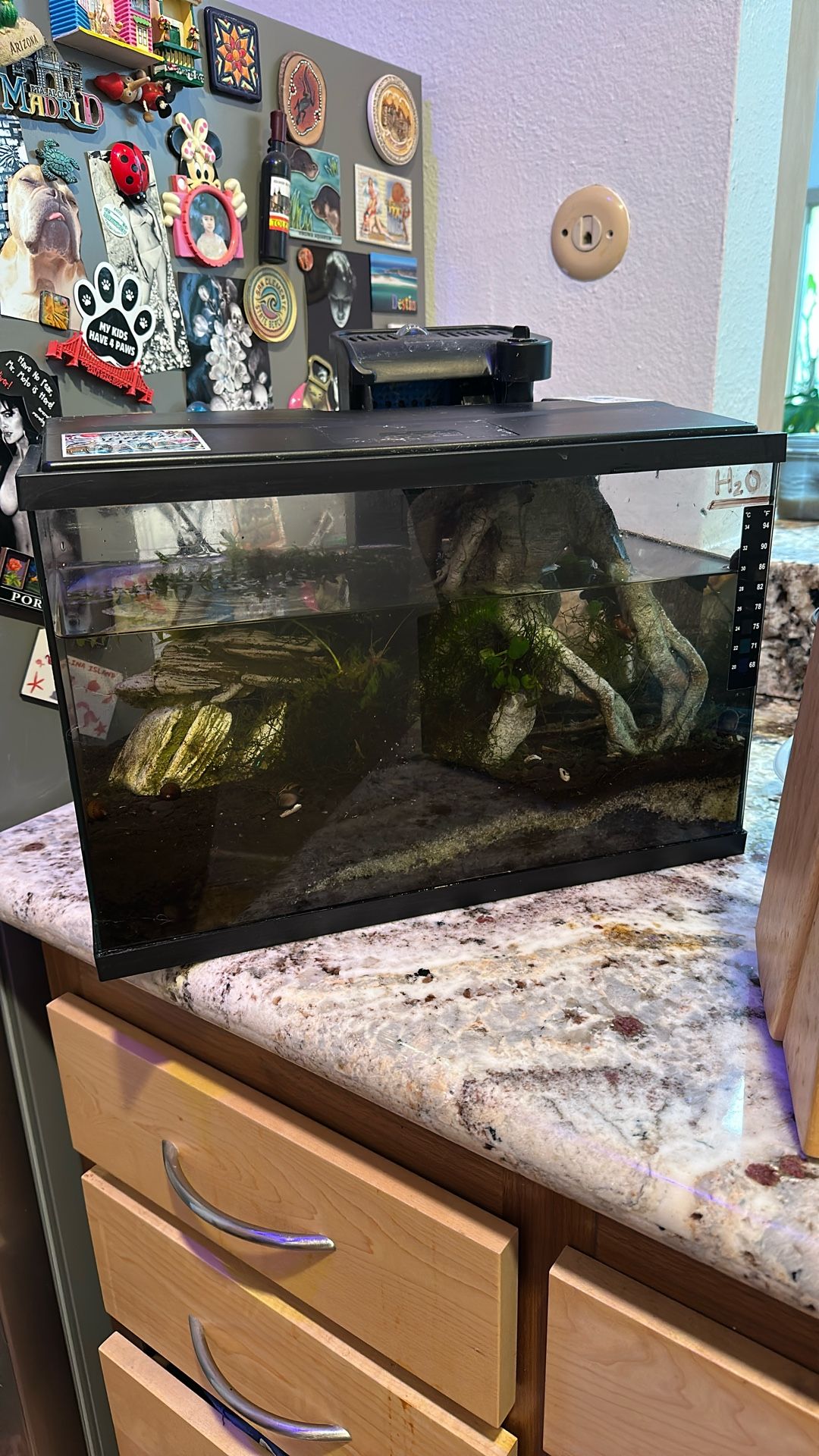 Free 5 Gallon Aquarium